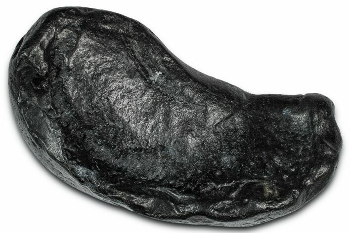 Large Fossil Whale Ear Bone - South Carolina #332001